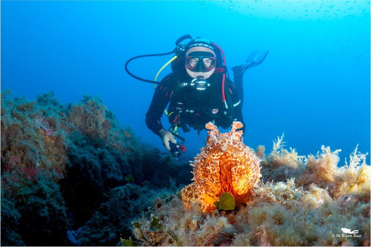 A diver over an orange sea fan on a reef off Menton