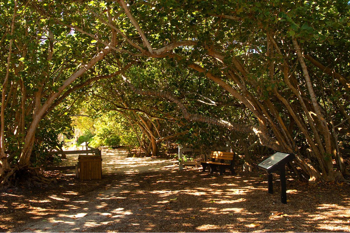 A shaded sandy path under a canopy of trees in Bill Baggs Cape Florida State Park
