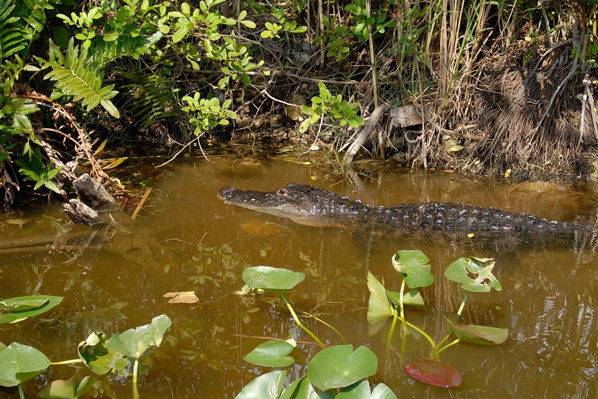 An alligator gliding through dark water between lily pads at Coopertown
