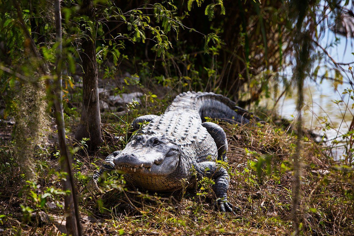 An American alligator resting among ferns and trees at Everglades Alligator Farm