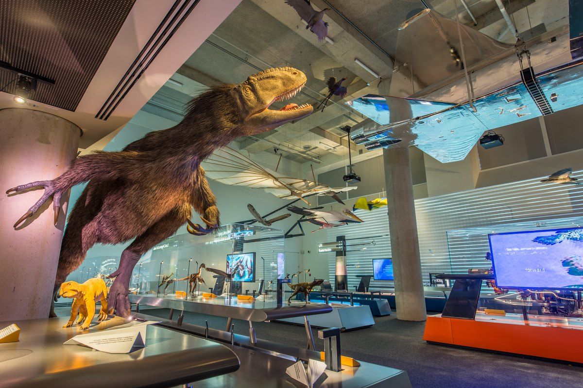 A feathered dinosaur and aircraft suspended in the Feathers to the Stars gallery at the Frost Museum of Science