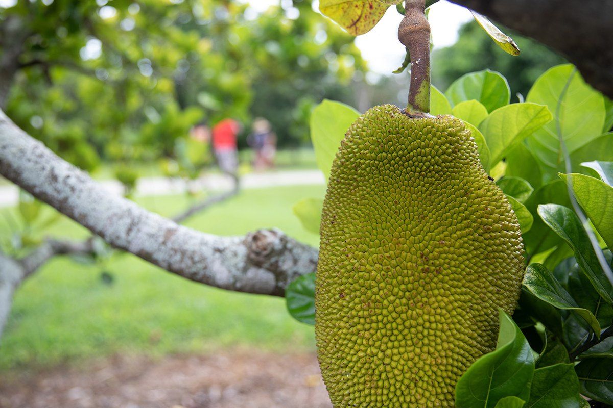 A green jackfruit hanging from a branch at the Fruit & Spice Park in the Redland