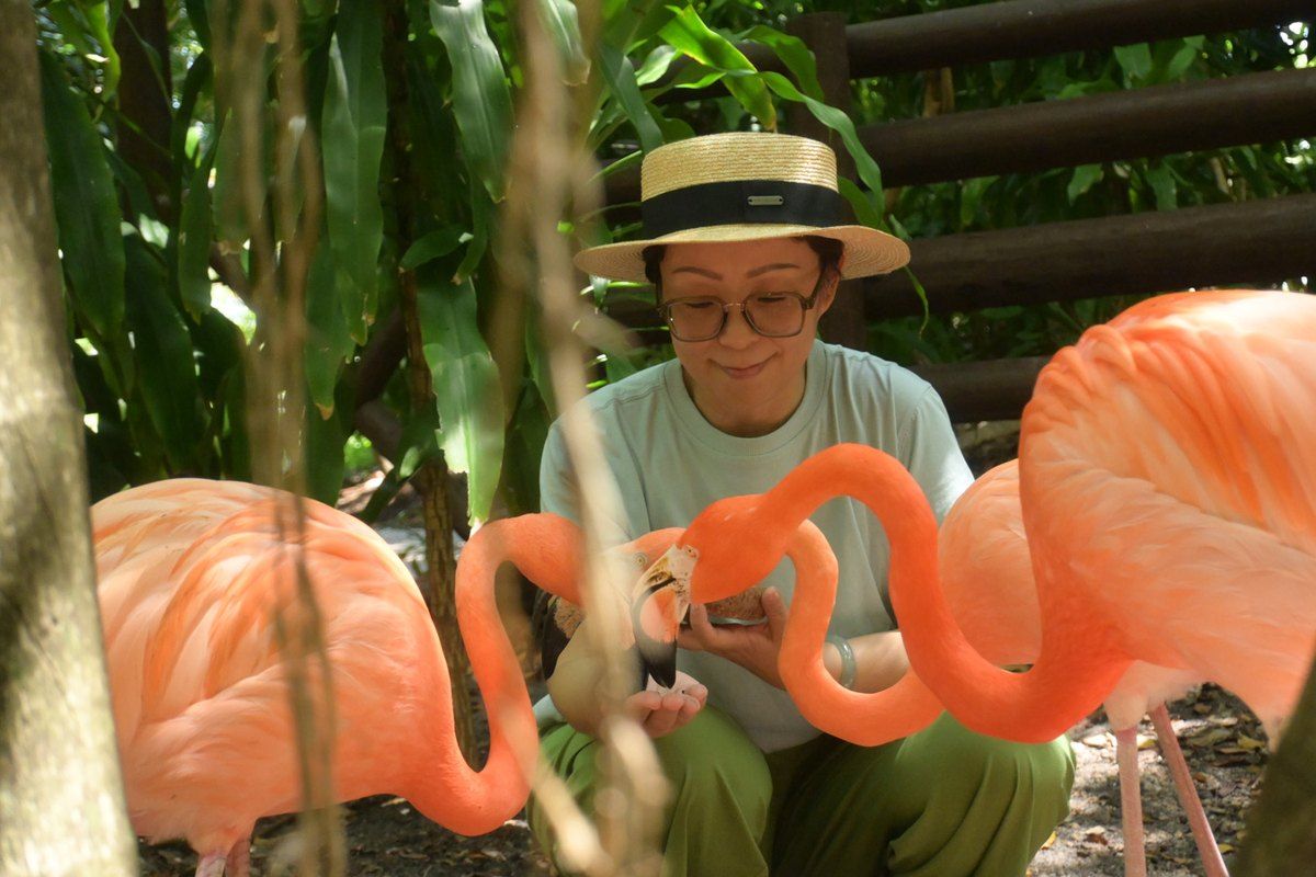 A visitor in a straw hat feeding pink flamingos during the flamingo encounter at Jungle Island