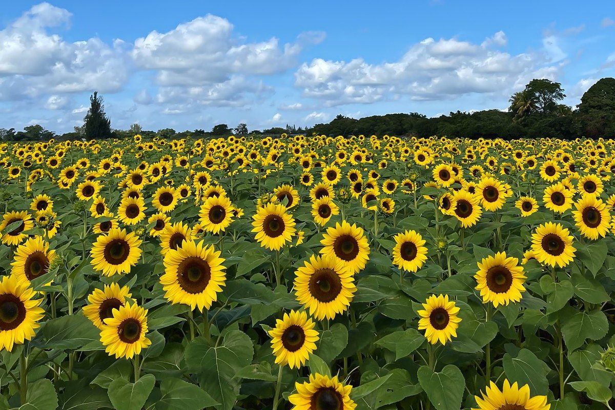 A field of sunflowers in bloom at The Berry Farm in the Redland