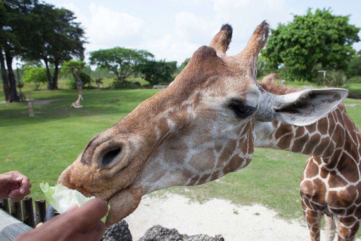 A giraffe taking lettuce from a visitor's hand at Zoo Miami