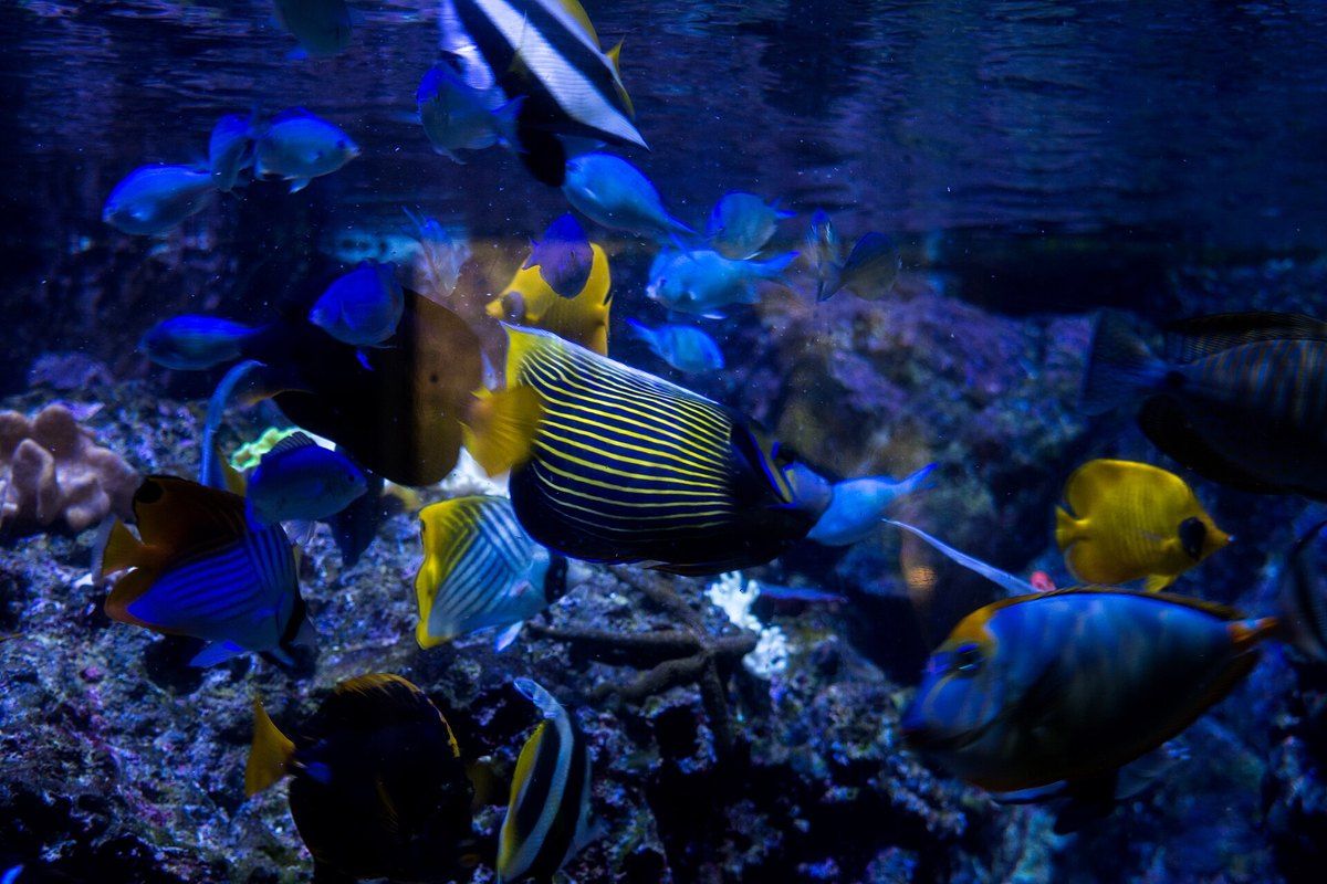Angelfish and tangs among corals in a tank at Milan's Civic Aquarium