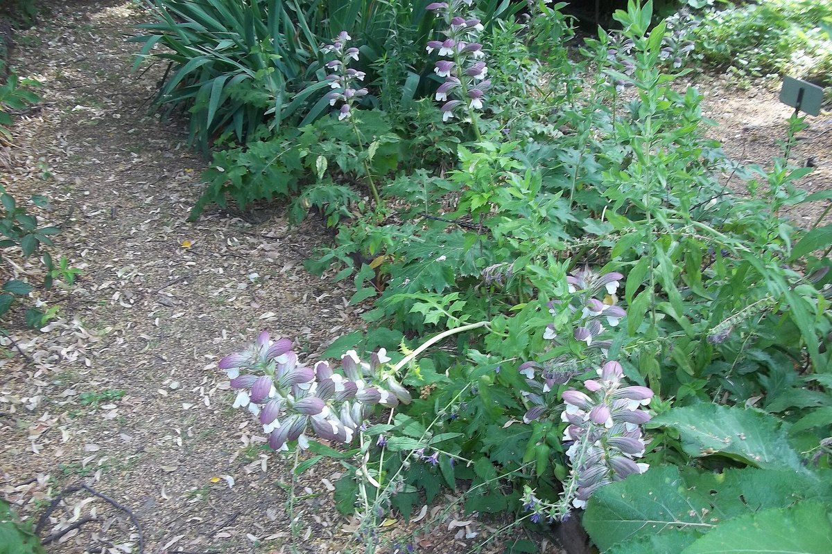 A gravel path between flowering beds in the Orto Botanico di Brera