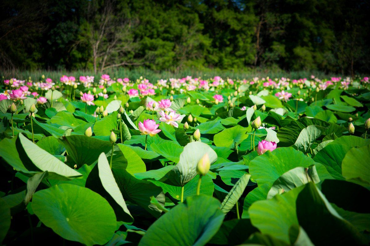 Pink lotus flowers and giant leaves covering the Étang de Fontmerle in Mougins