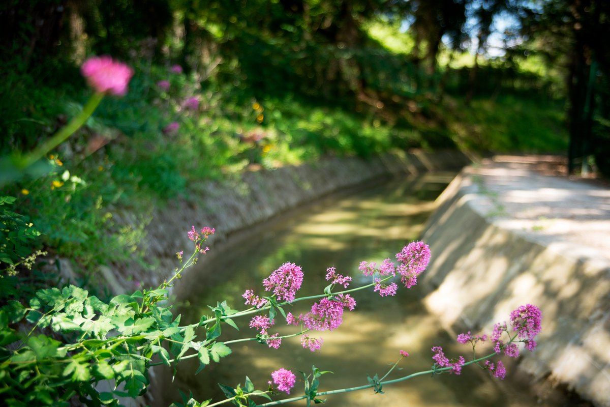 The stone-lined Canal de la Siagne curving through greenery and wild flowers in Mougins