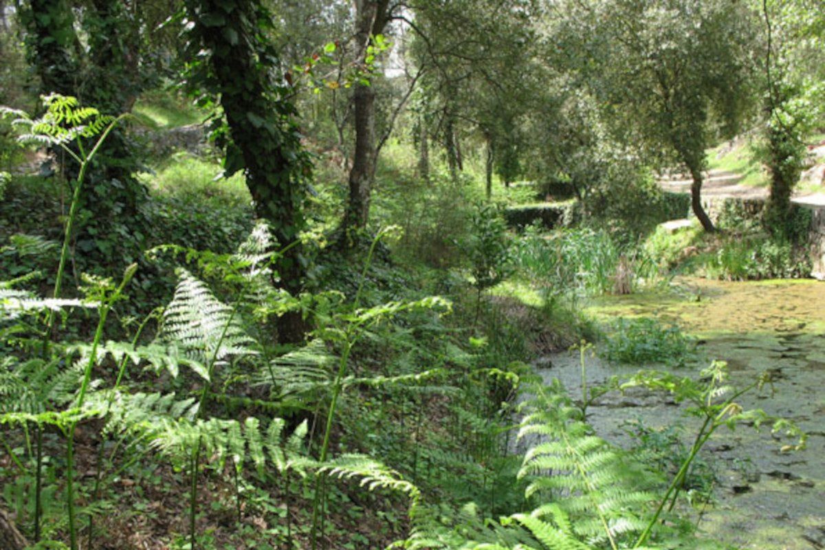 Ferns and trees in the dense forest of the Valmasque park on the Fugueiret walk