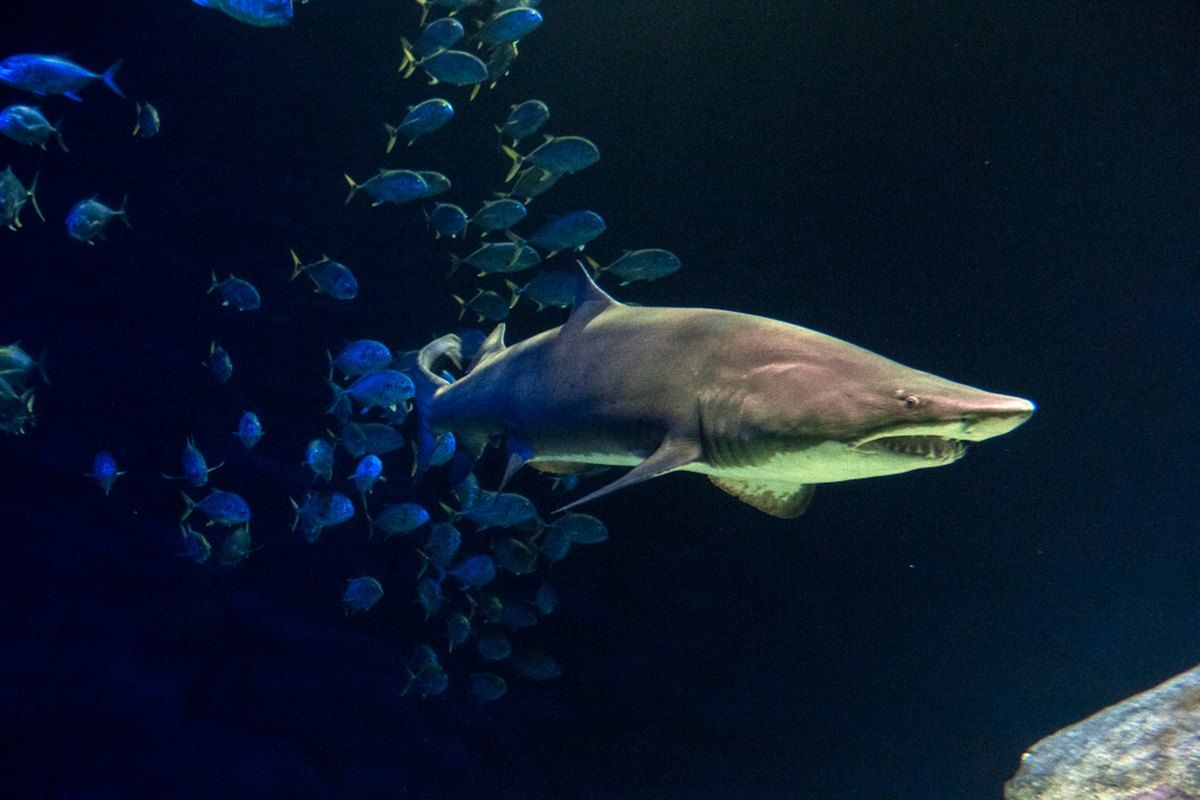 A sand tiger shark among a shoal of fish in the Ocean Wonders: Sharks! exhibit at the New York Aquarium