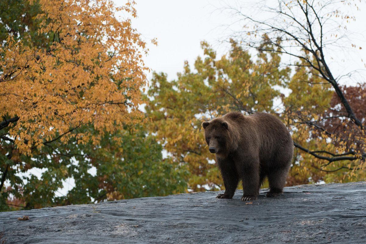 A brown bear on a rock among autumn trees at the Bronx Zoo