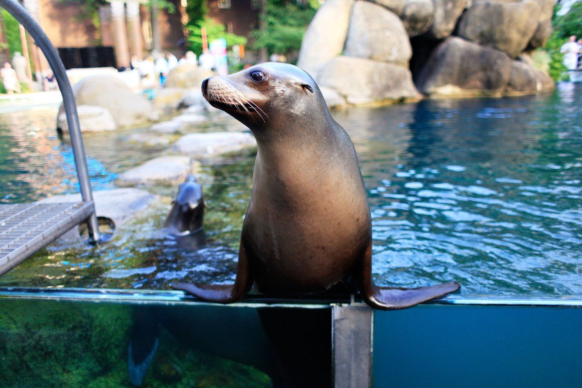 A sea lion perched on the edge of the pool at the Central Park Zoo