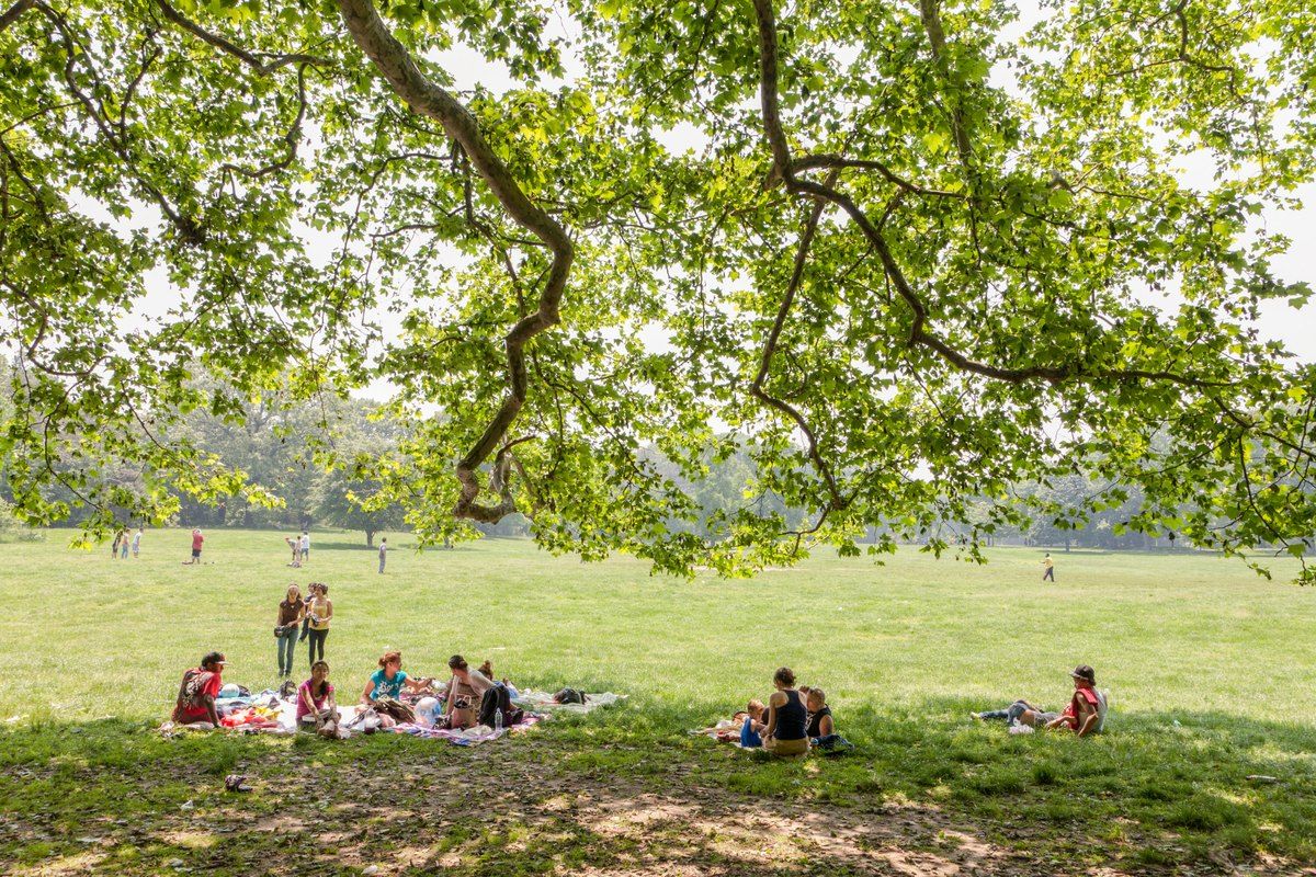 Picnickers on the Long Meadow in Prospect Park under a spreading tree