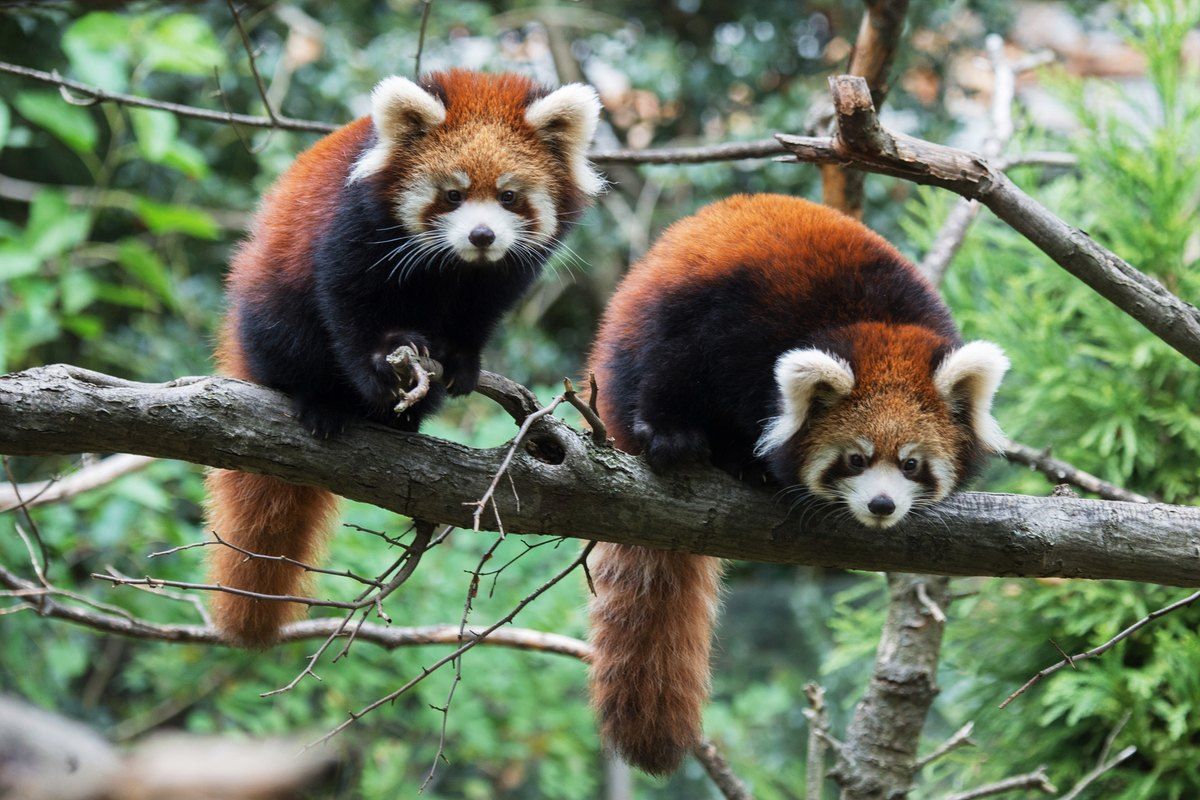 Two red pandas on a branch at the Prospect Park Zoo
