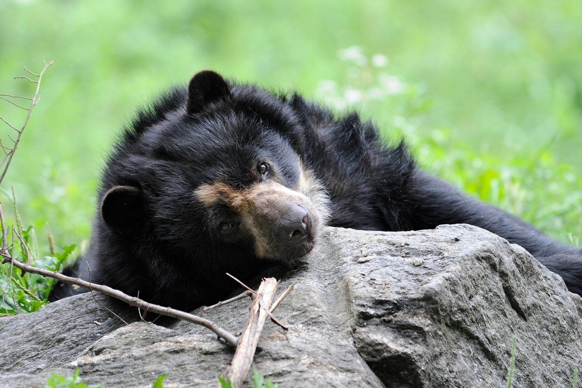 An Andean bear resting on a rock at the Queens Zoo