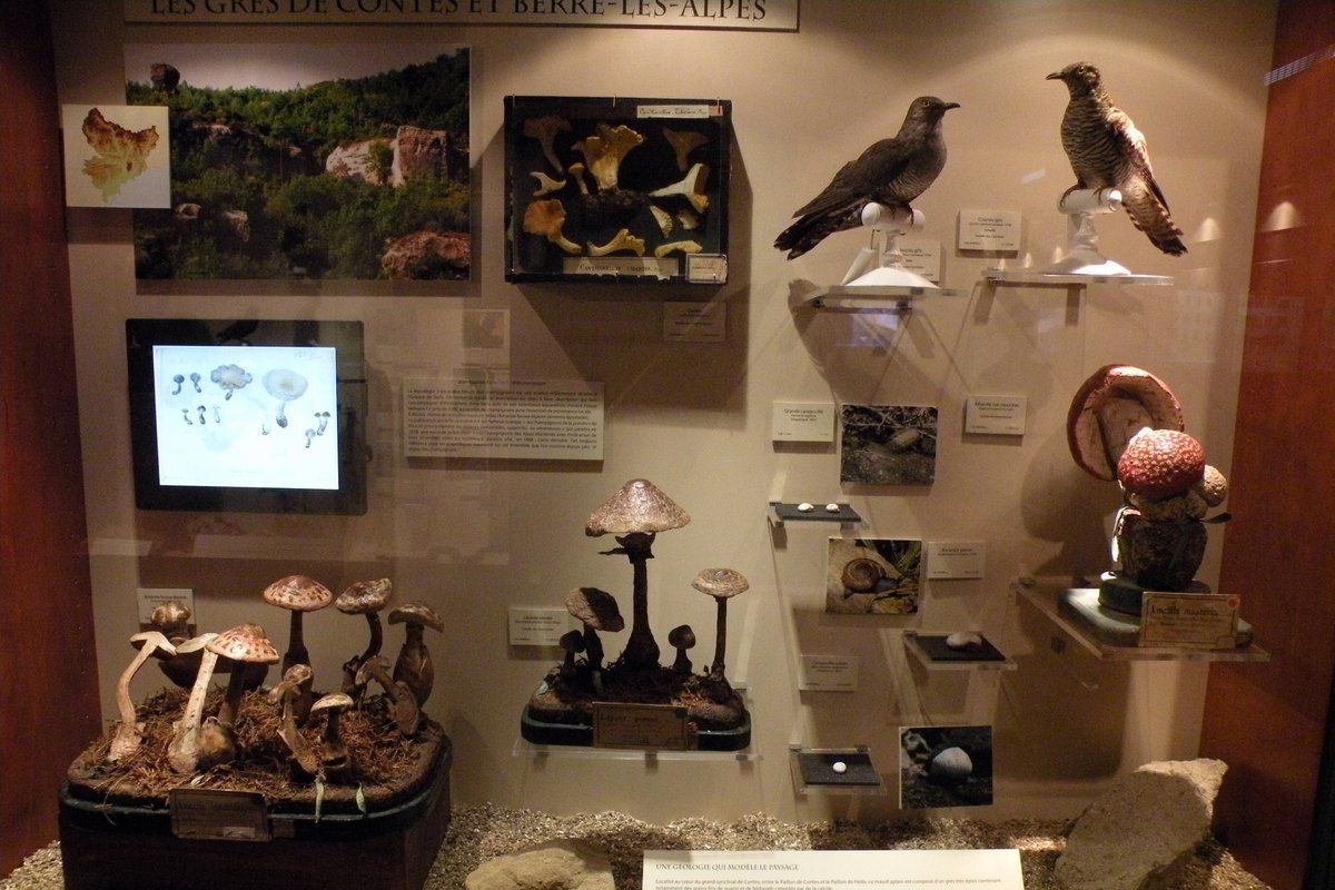 A display of birds, fungi and small animals of the Alpes-Maritimes in the Muséum d'Histoire Naturelle de Nice