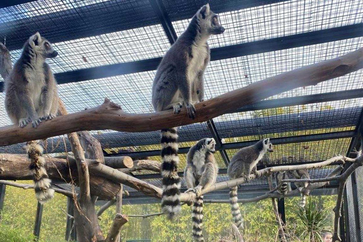 Ring-tailed lemurs on branches in their aviary at Parc Phoenix, Nice