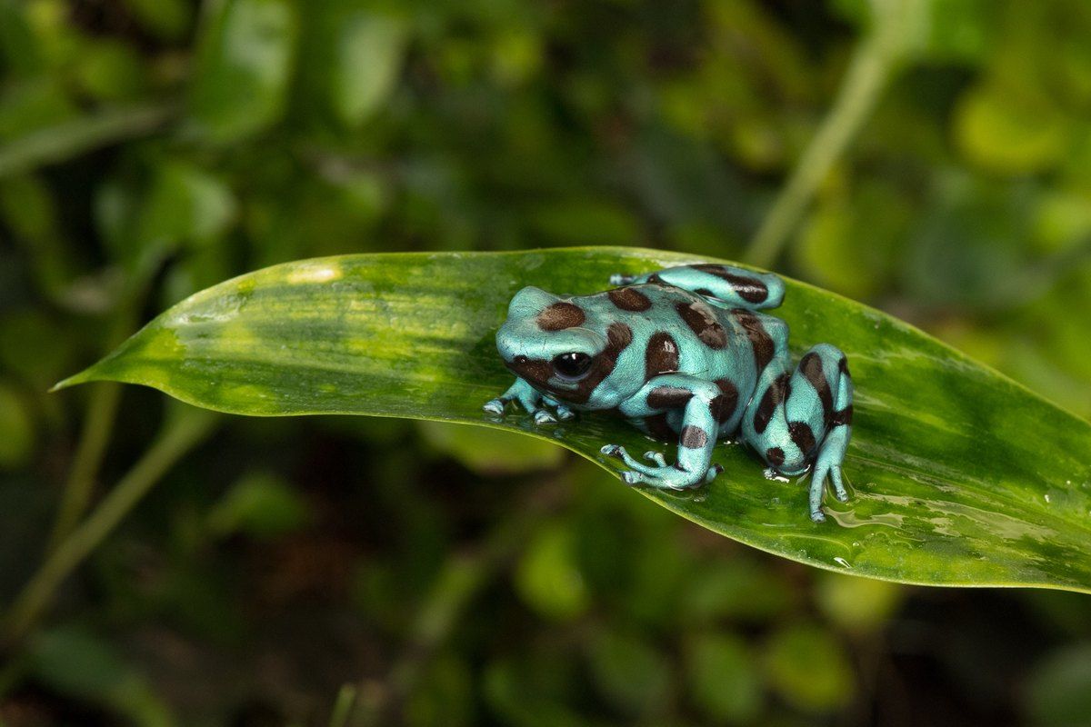 A turquoise and black poison dart frog on a green leaf at Oslo Reptilpark
