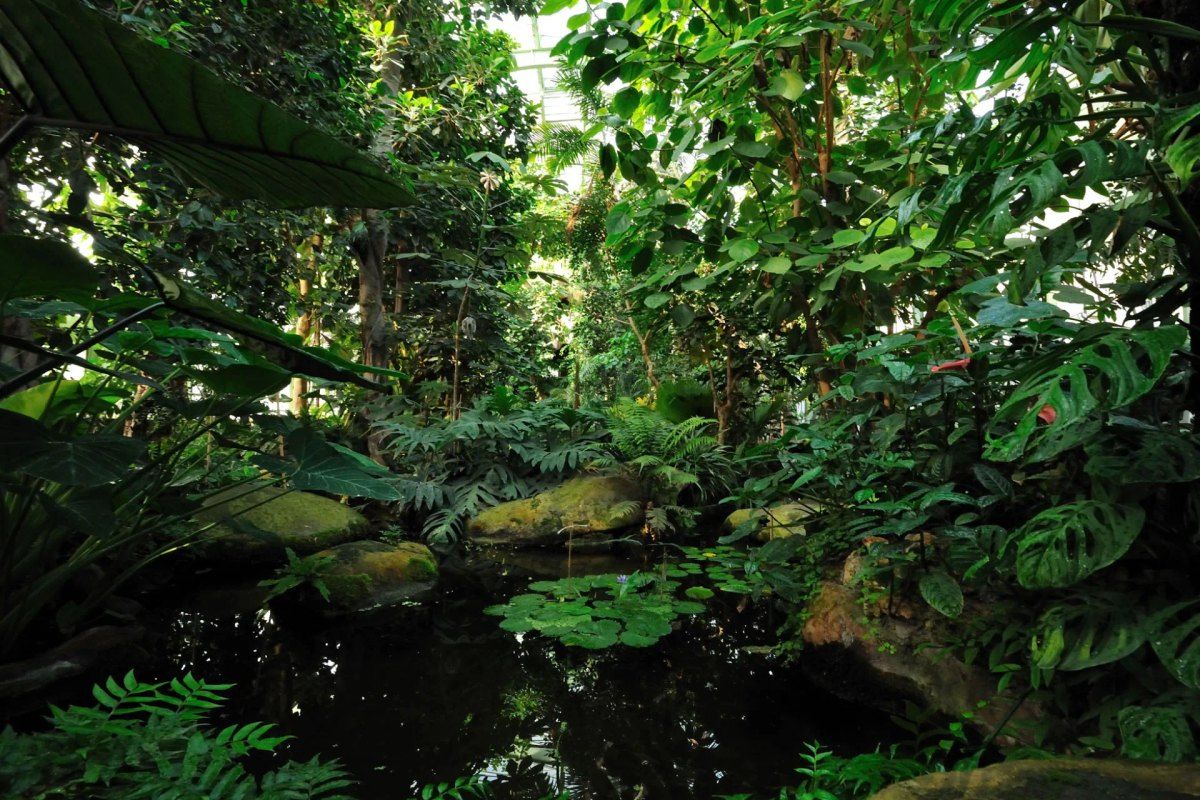 The tropical rainforest greenhouse of the Grandes Serres, Jardin des Plantes