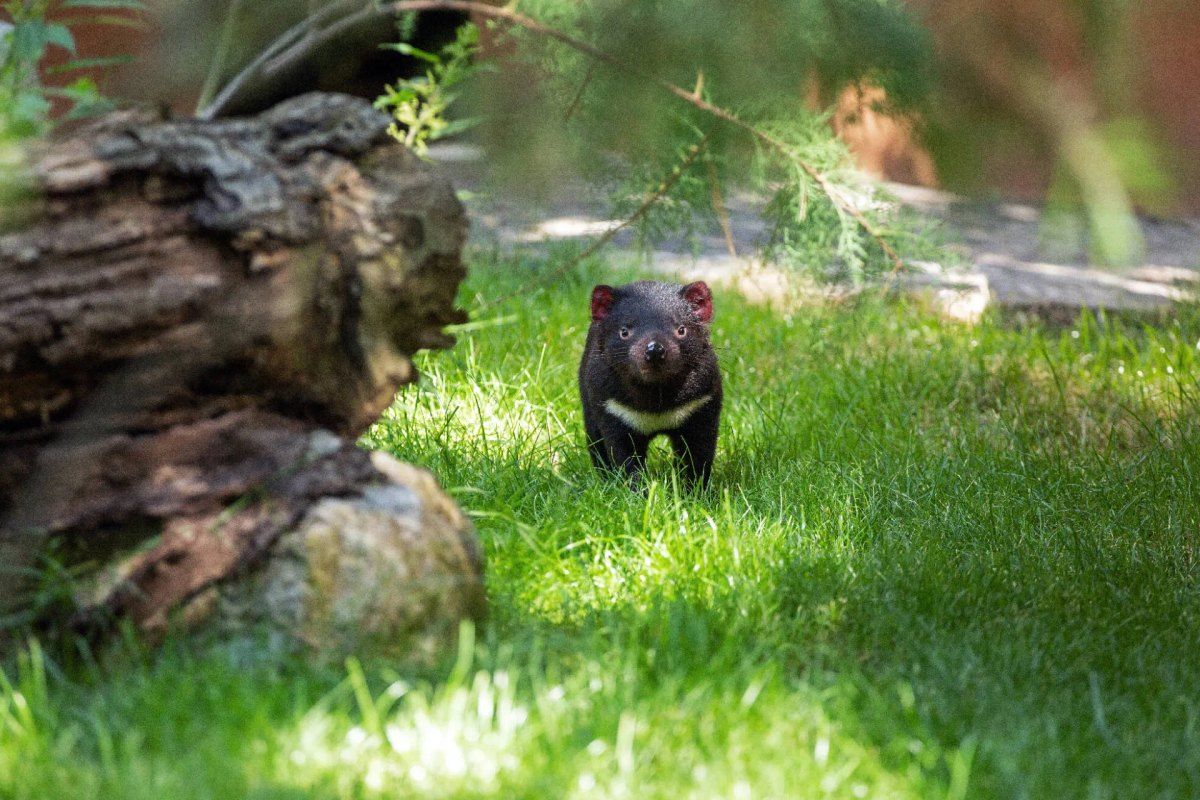 A Tasmanian devil at the Ménagerie in the Jardin des Plantes