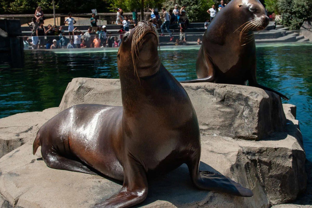 Sea lion presentation at the Parc zoologique de Paris