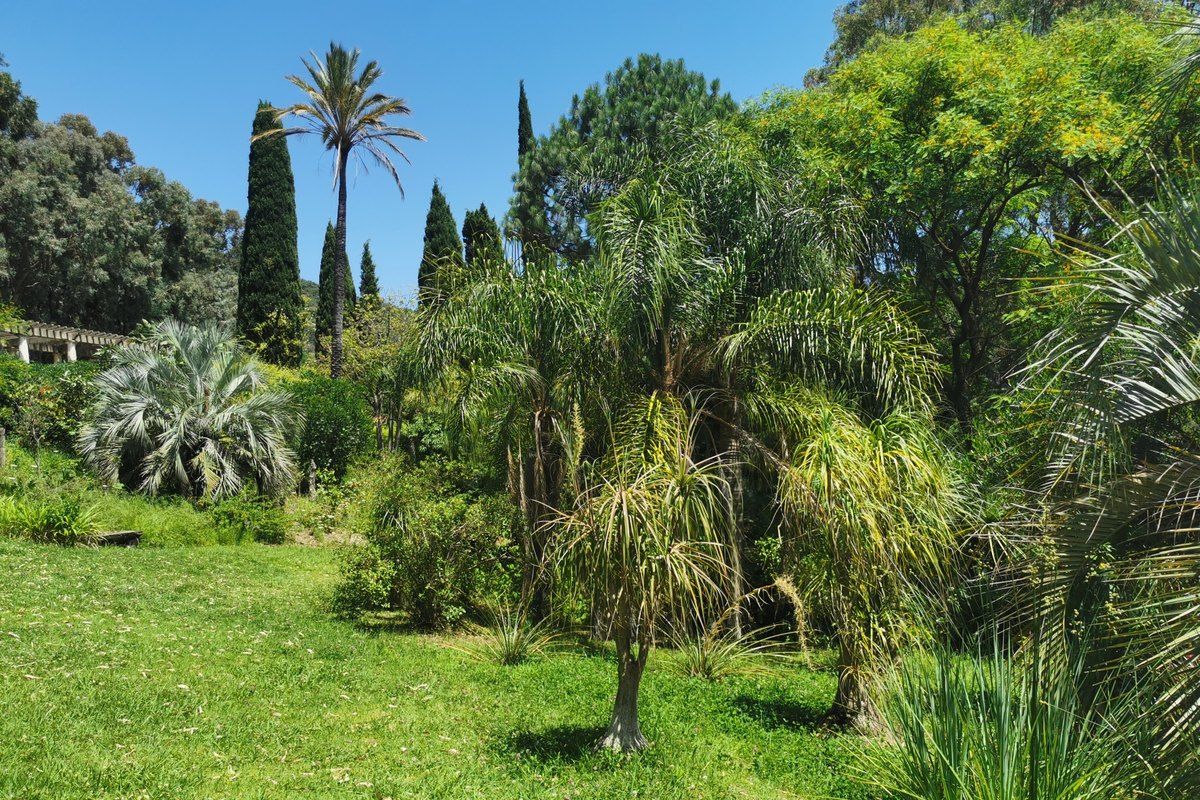 Palms, cycads and cypresses on a lawn in the Jardin des Méditerranées, Domaine du Rayol