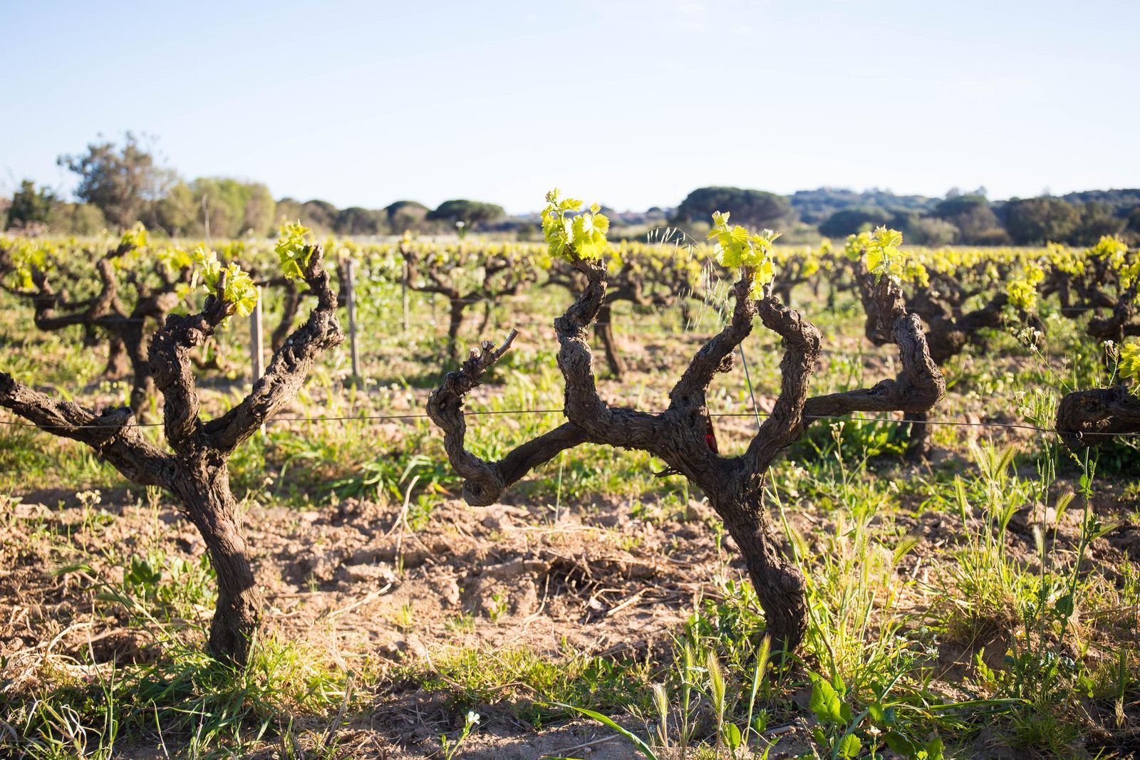 Vineyards near Pampelonne on a sunny afternoon