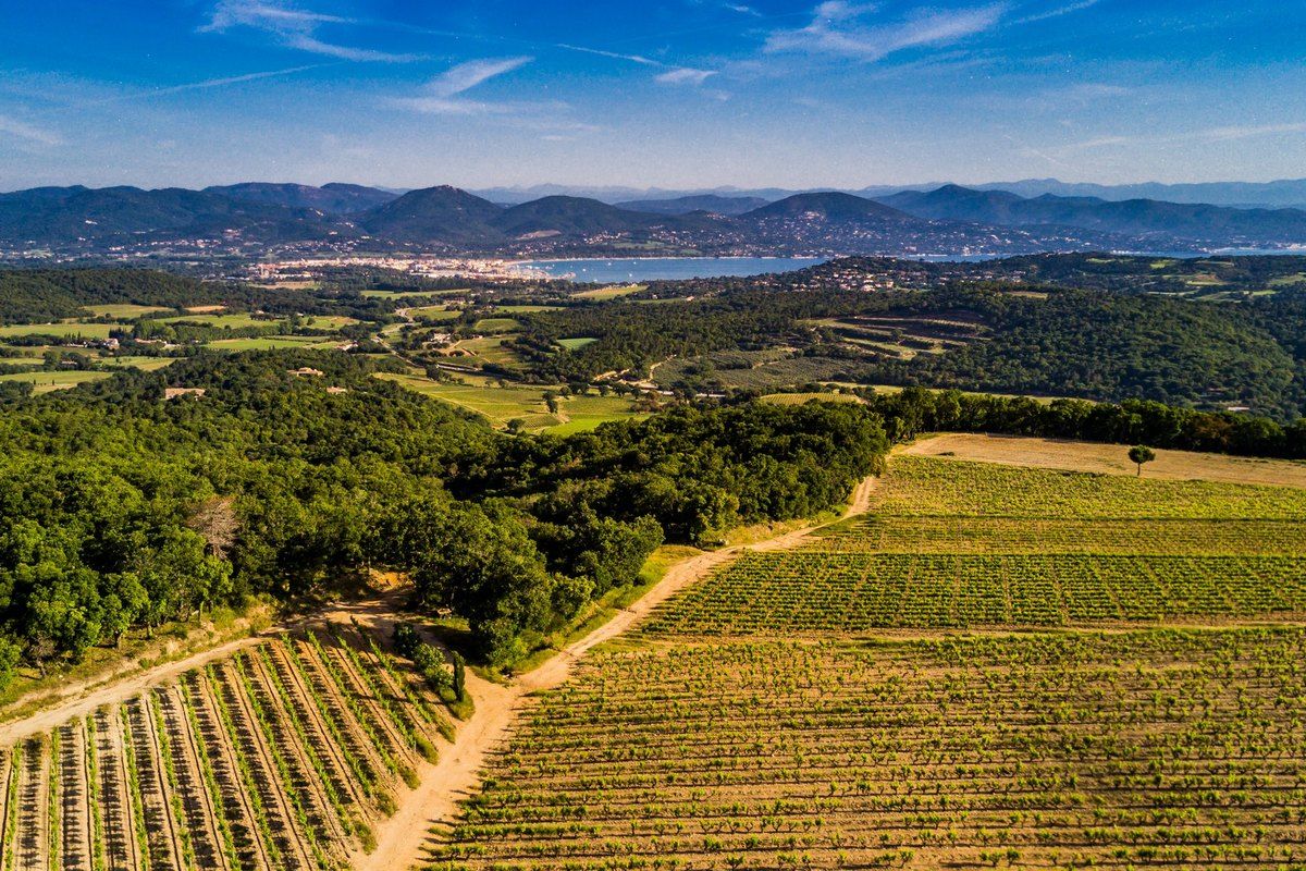 Vineyards of the Ramatuelle plain running towards the gulf and the Maures hills