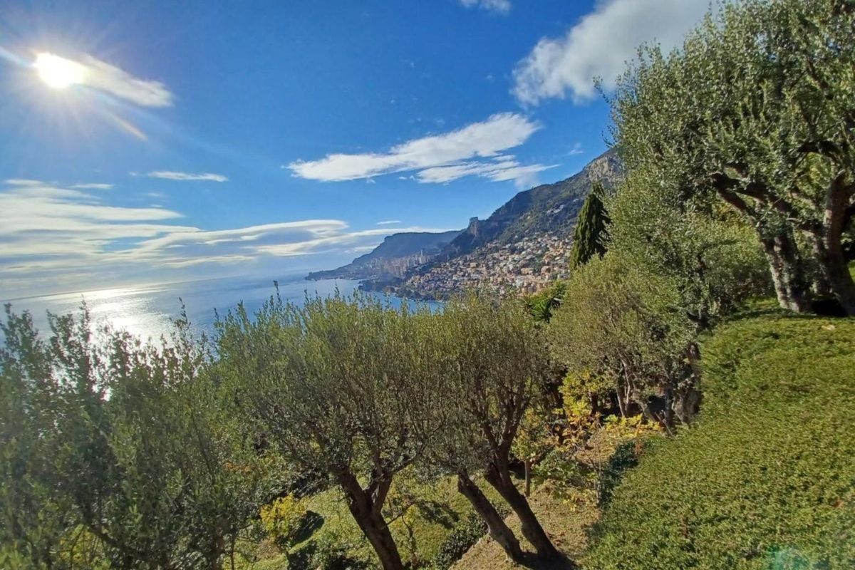 Olive trees and hedges on the Cros de Casté plateau looking along the sunlit coast towards Monaco