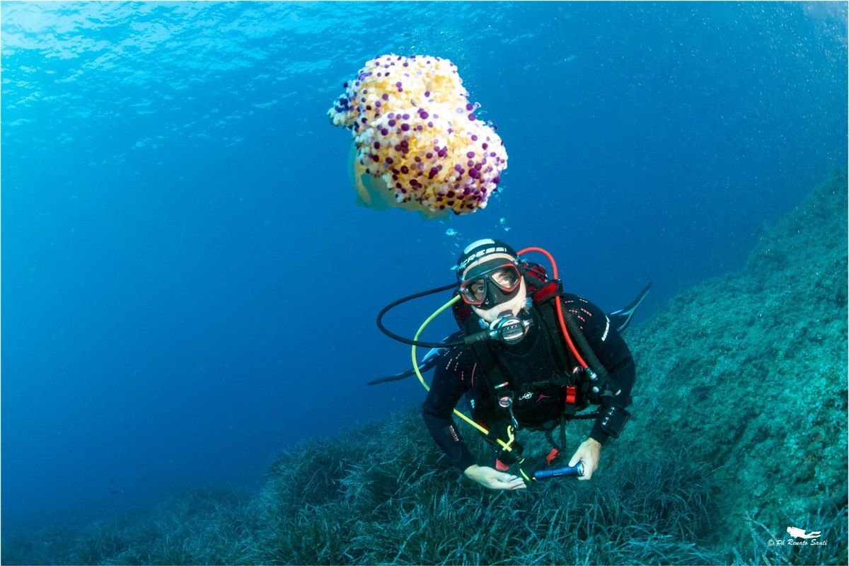 A diver over a seagrass meadow with a purple-spotted jellyfish above, off Menton