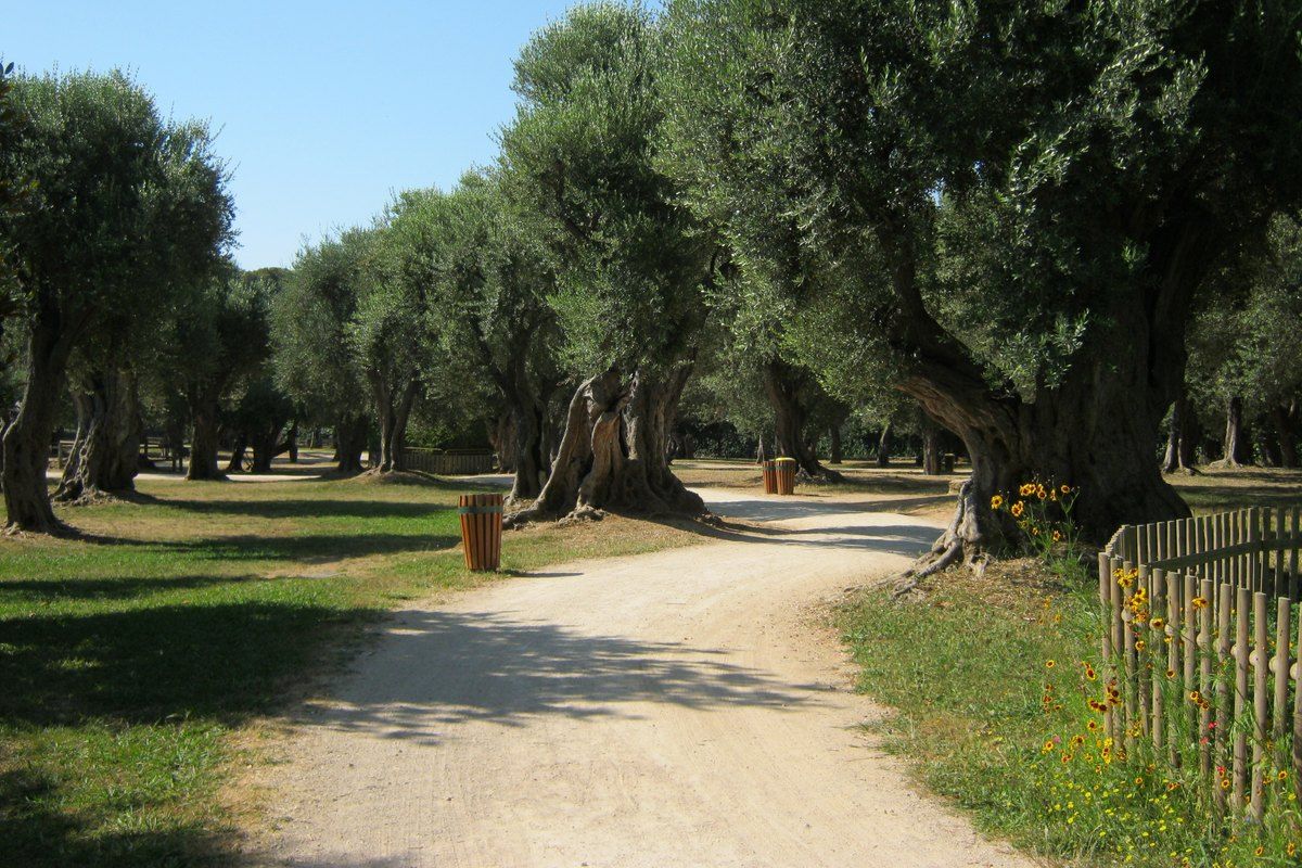 A gravel path under centuries-old olive trees in the Parc du Cap-Martin, Roquebrune-Cap-Martin