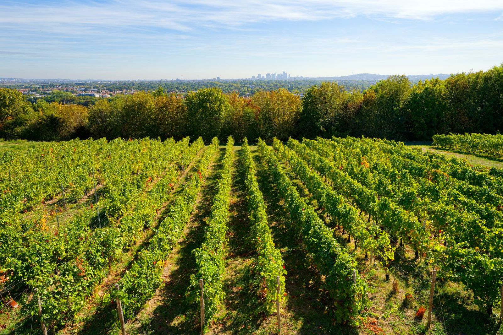 The vineyard at Saint-Germain-en-Laye