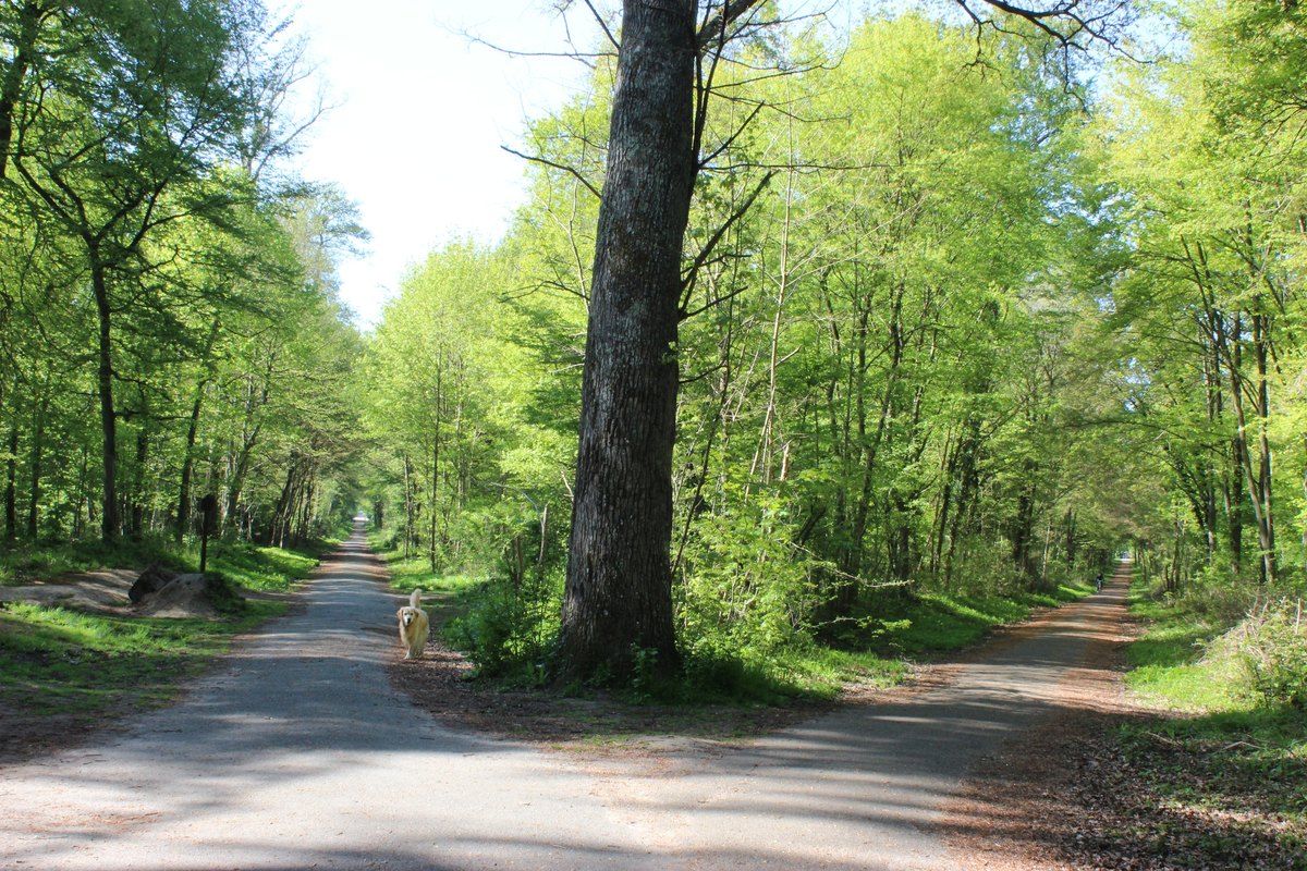 A straight forest road under spring beeches and oaks in the forest of Saint-Germain-en-Laye