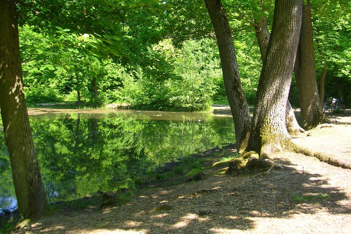 Old oaks leaning over the still water of the Mare aux Canes pond in the forest of Saint-Germain-en-Laye