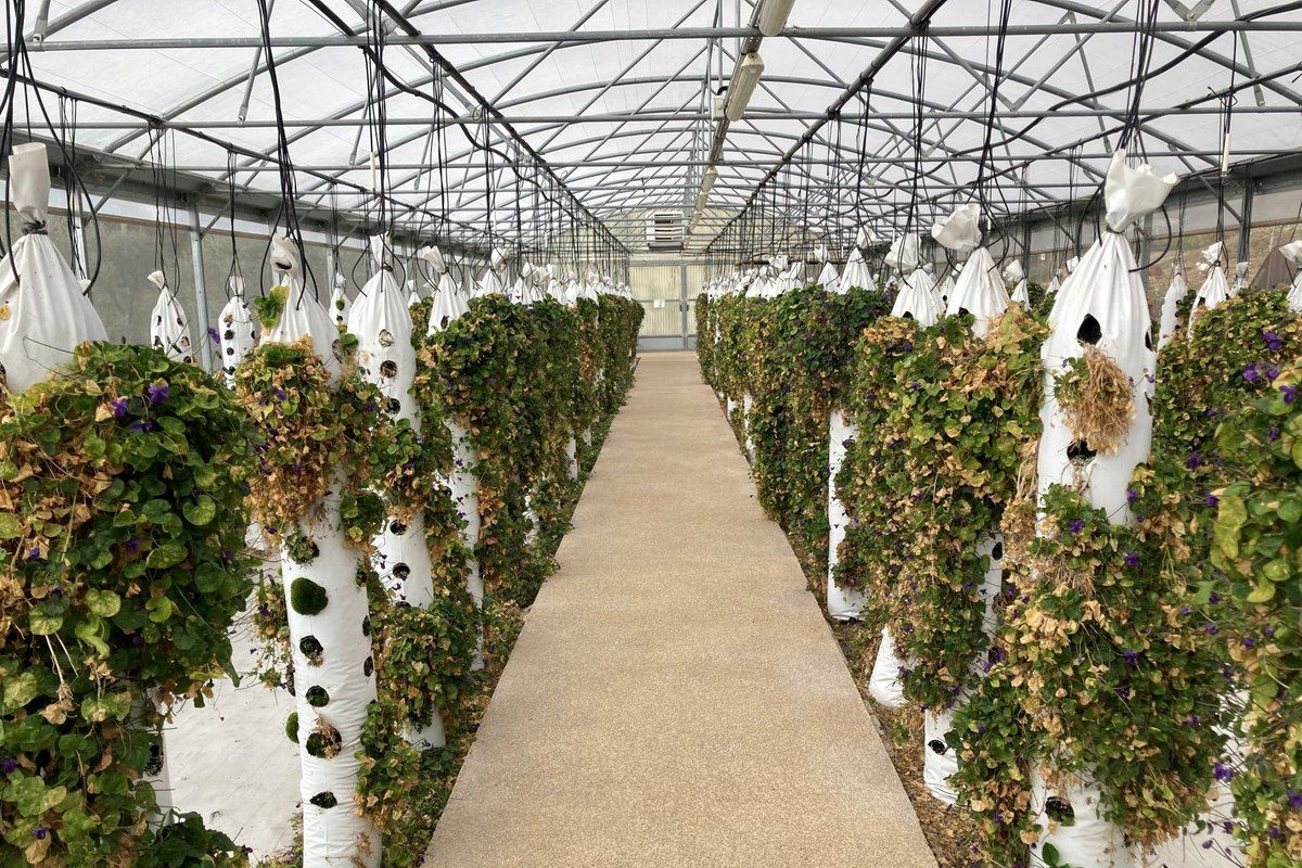Rows of violet plants under glass in the greenhouse of the Bastide aux Violettes in Tourrettes-sur-Loup