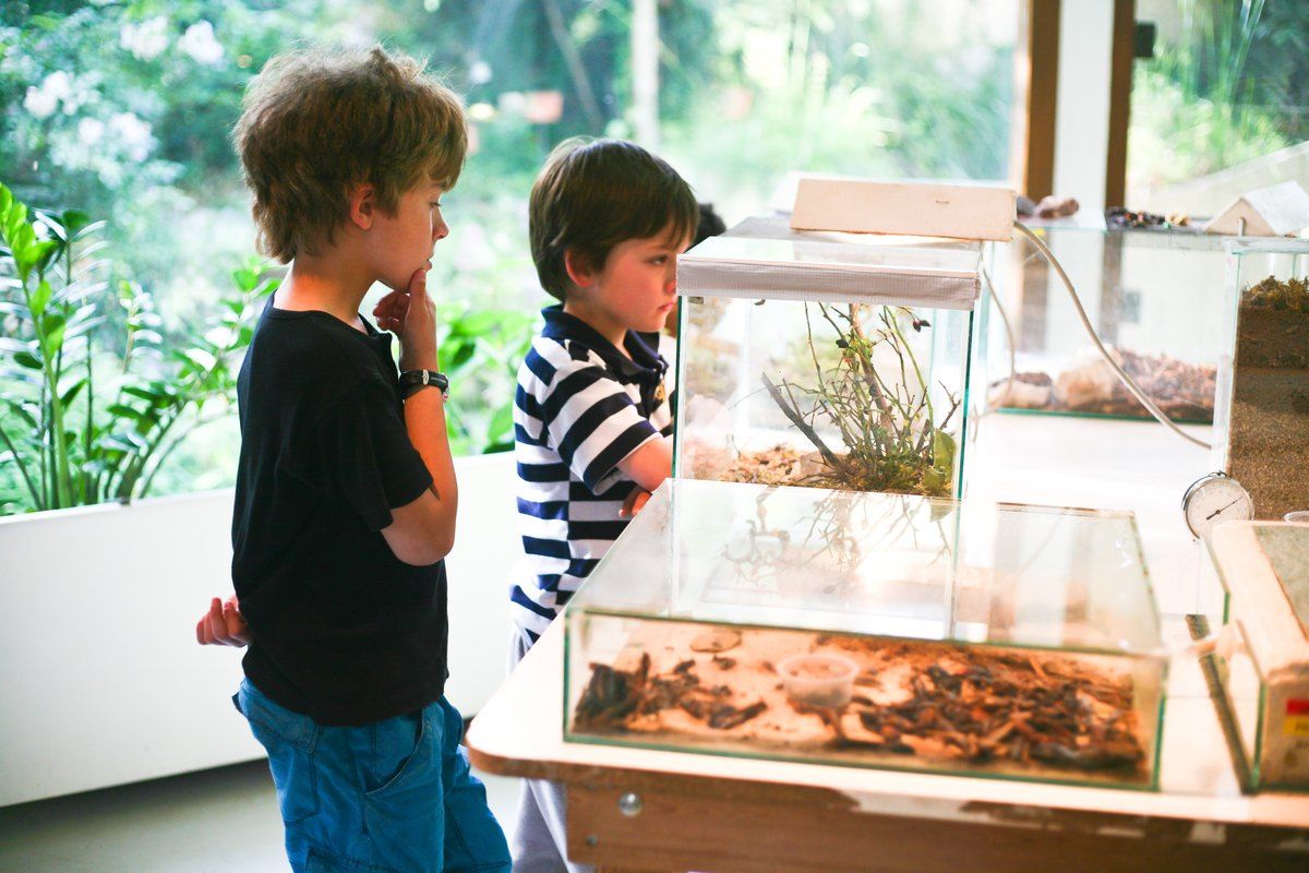 Two boys peering into insect vivariums at the Eco-Musée Vivant de Provence in La Gaude