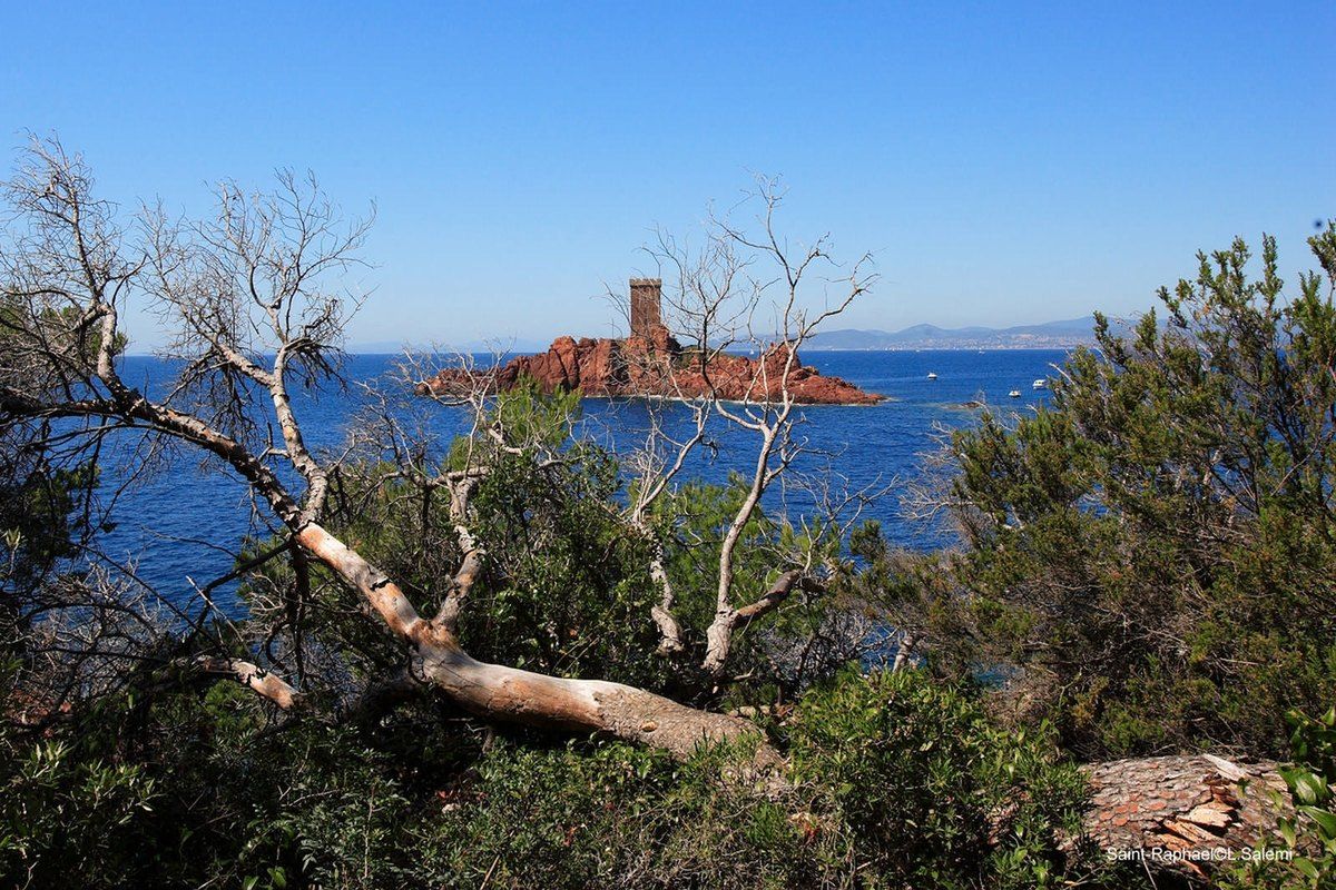The Île d'Or and its red tower seen through bleached branches from the Cap Dramont path