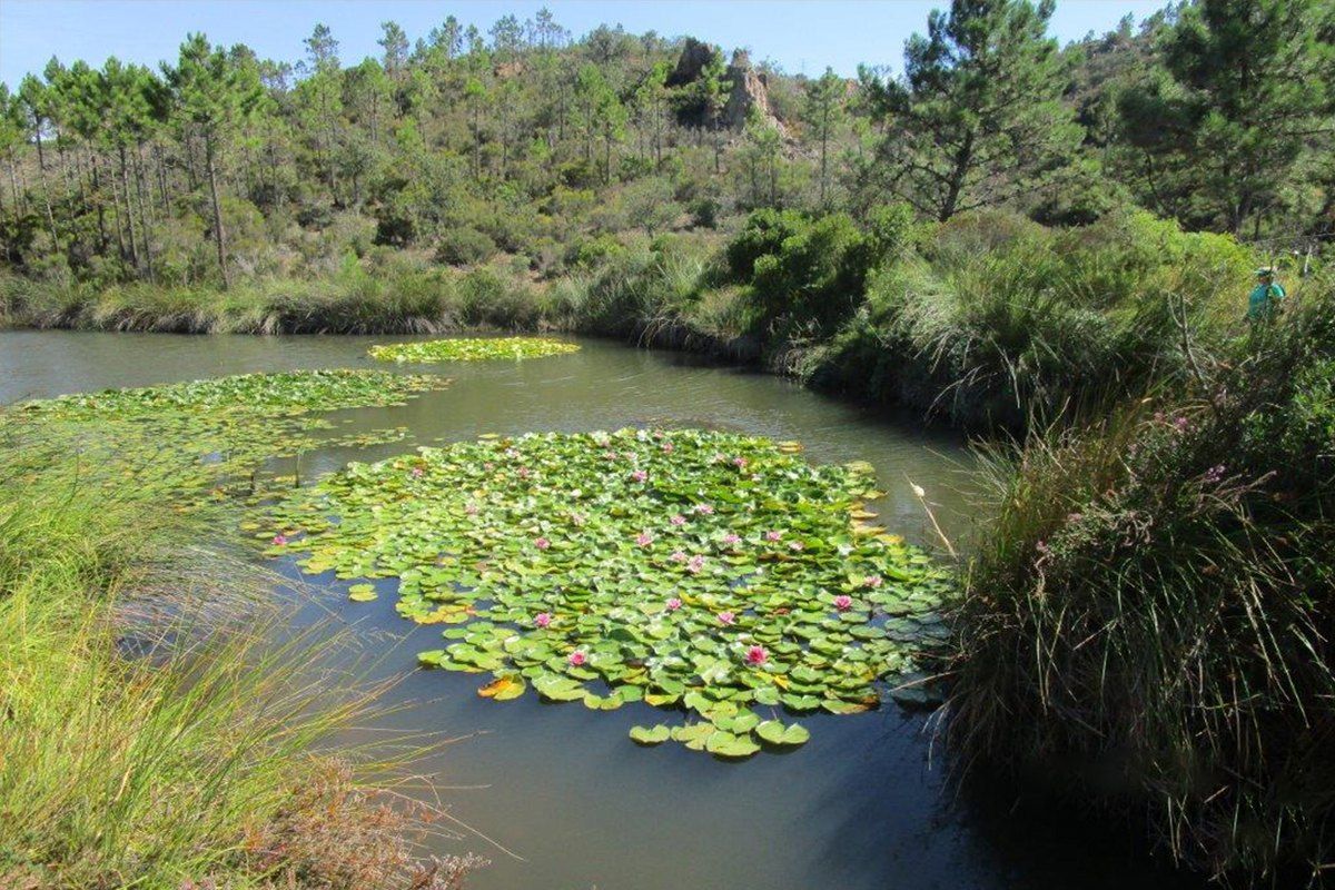 Water lilies covering the small Étang d'Aubert among pines in the Estérel