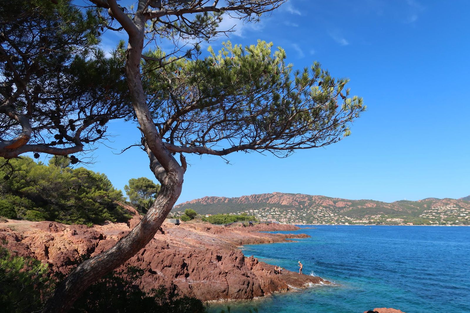 The bay of Agay in Saint-Raphaël, with a pine and the red rocks of the Esterel