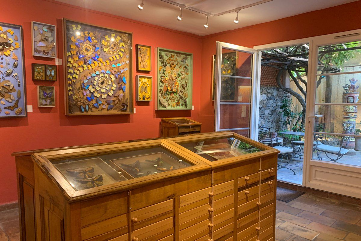 Butterfly compositions and display cabinets in a terracotta-red room of the Maison des Papillons, Saint-Tropez