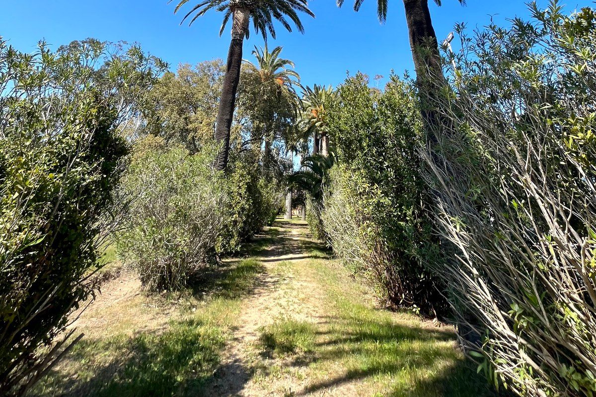A path between palms and Mediterranean shrubs in the park of the Château de la Moutte, Saint-Tropez