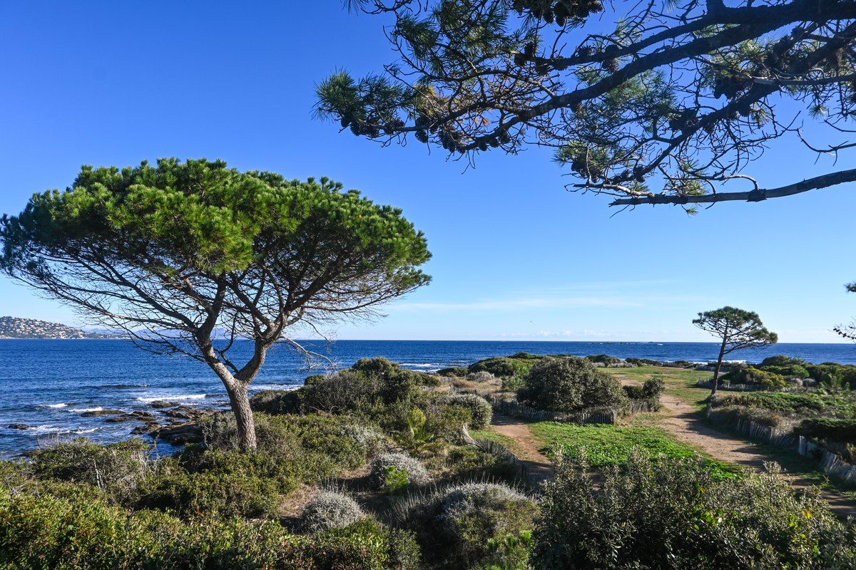 Umbrella pines and coastal scrub on the Pointe des Sardinaux above the sea