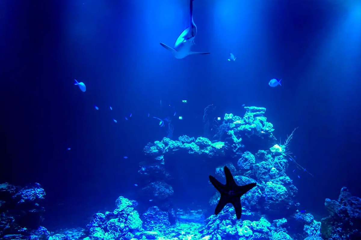 A shark gliding above the coral reef in the blue-lit shark aquarium at Fjärilshuset Haga Ocean