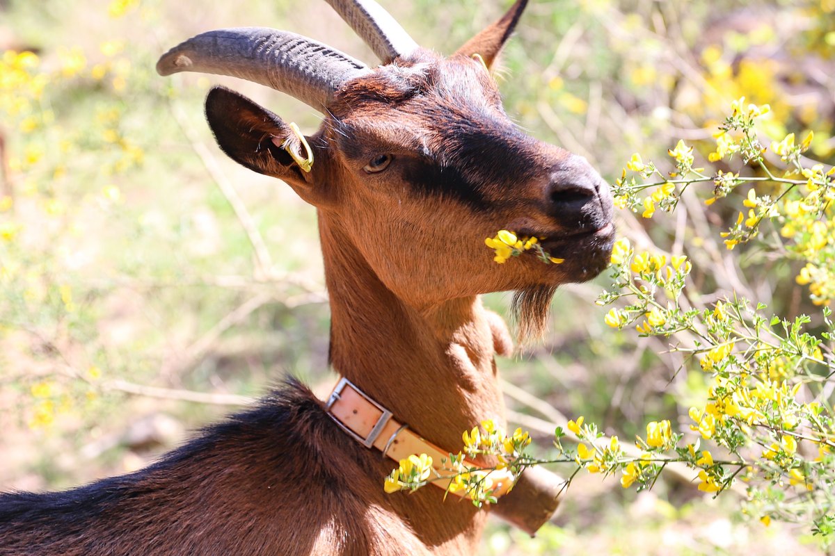 A chamois-coloured Alpine goat nibbling leaves at La Chèvrerie de Valbonne