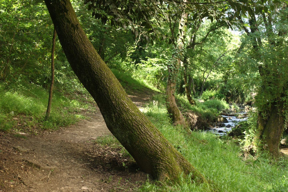 A woodland path under oaks in the Parc départemental de la Brague near Valbonne