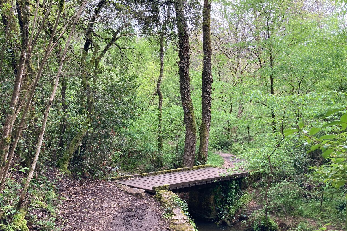 A small wooden footbridge over the Bruguet stream in the woods below Valbonne