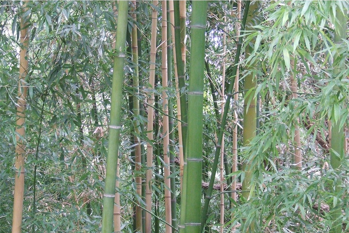 Tall green bamboo canes in the bamboo grove of the Parc départemental du Massif du Paradou above Golfe-Juan