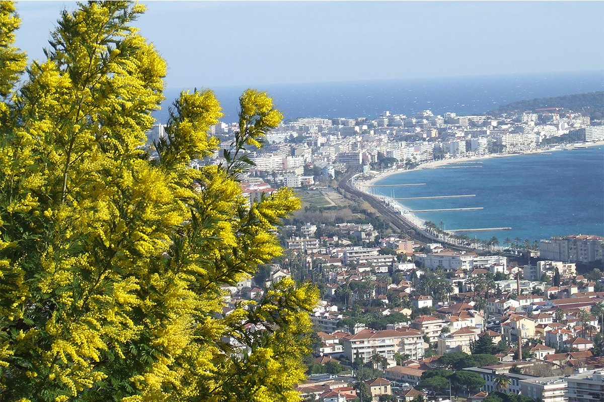 Mimosa in the foreground and the bay of Golfe-Juan and its seafront below, seen from the Massif du Paradou park