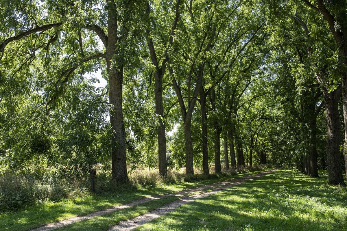 An avenue of tall black walnut trees on a grassy path at the Arboretum de Versailles-Chèvreloup